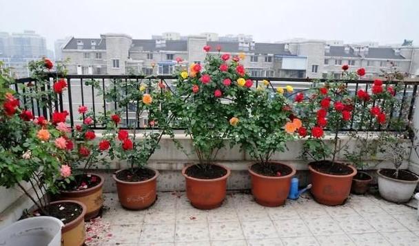 养花人都想要个露台室外光照更充足植物开花翻倍增加 范文模稿