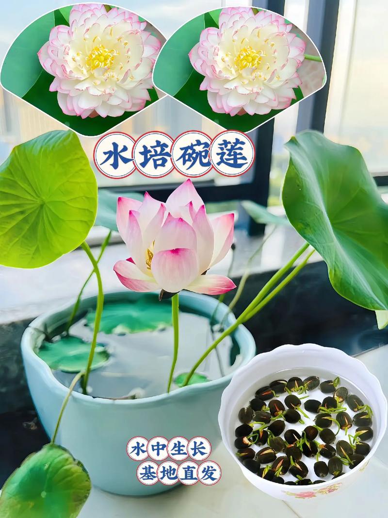 教你如何制作水培石莲花盆栽 范文模稿