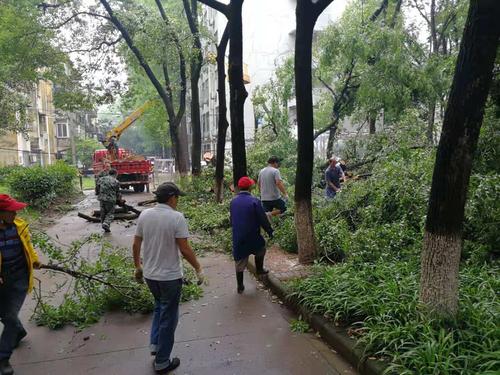 南宁市武鸣区狂风骤雨后 绿化抢险忙 范文模稿