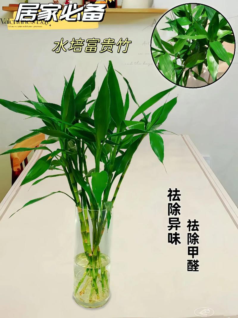 水培富贵竹有3个简单小方法一年四季绿油油翠绿美观茂盛 范文模稿 水培富贵竹有3个简单小方法一年四季绿油油翠绿美观茂盛 范文模稿