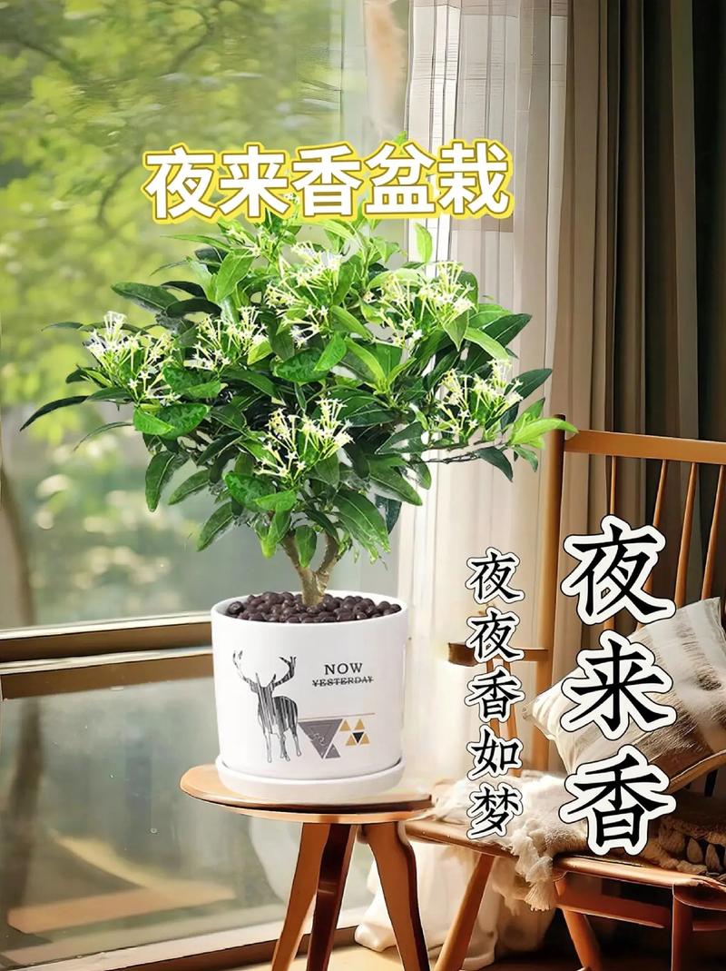 晚风吹来夜来香养护期间用此方法能让花香更浓郁 范文模稿