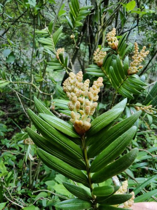 重庆发现植物新品种 范文模稿