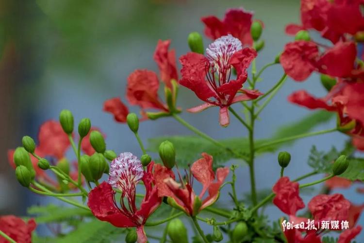 阳江市区一年四季花常开 秋日艳阳映花红 范文模稿