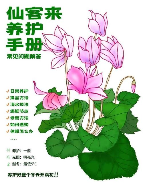 怎么养好仙客来你一定遇到的几个养护问题｜植物笔记 范文模稿