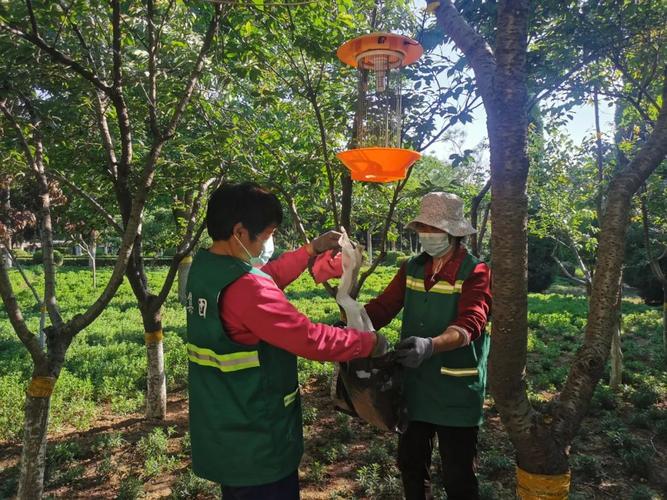 新密城市园林绿化中心开展生物防治病虫害工作为绿植保驾护航 范文模稿