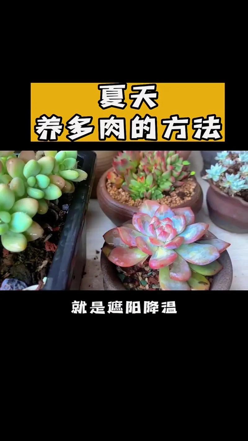多肉快快长大吧多肉植物的养护秘诀 范文模稿 多肉快快长大吧多肉植物的养护秘诀 范文模稿