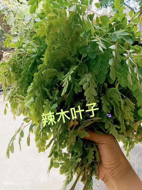 我区试种辣木成功 鲜叶每斤100元 范文模稿