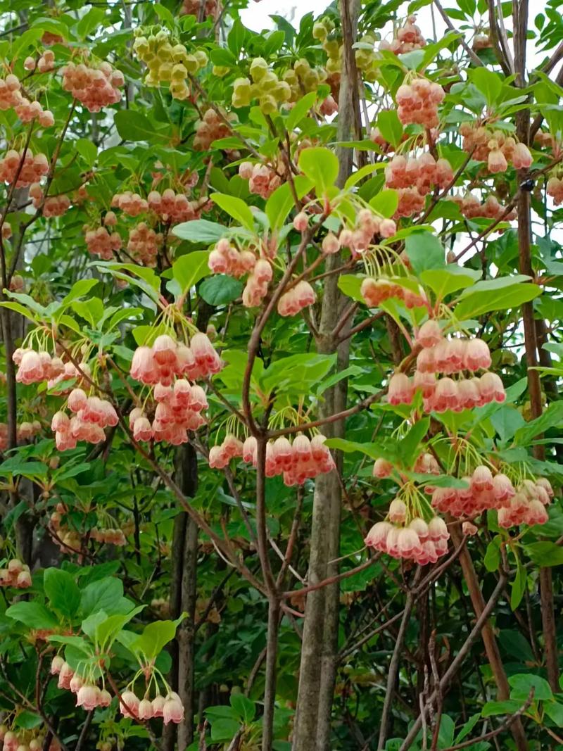 吊钟花的养殖方法 范文模稿