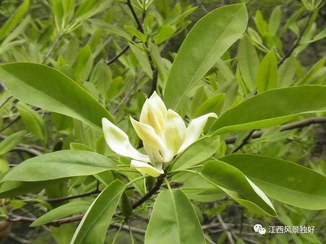 植物的王国宜春玉京山 范文模稿