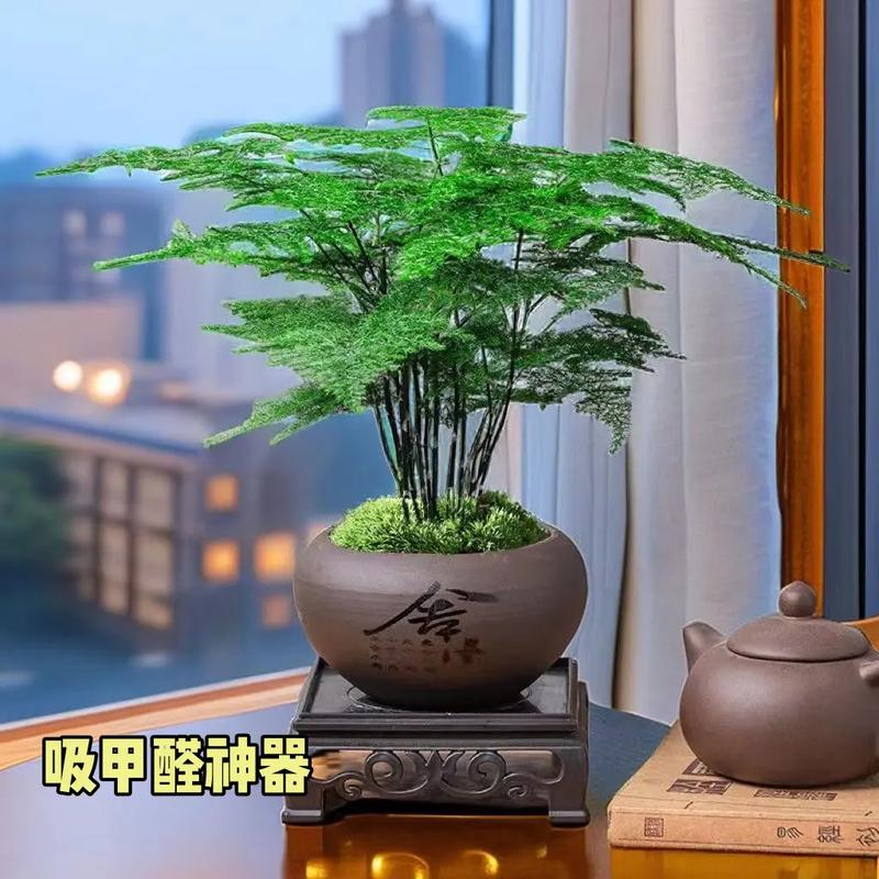 绿意盎然如何用绿植点亮你的生活 范文模稿