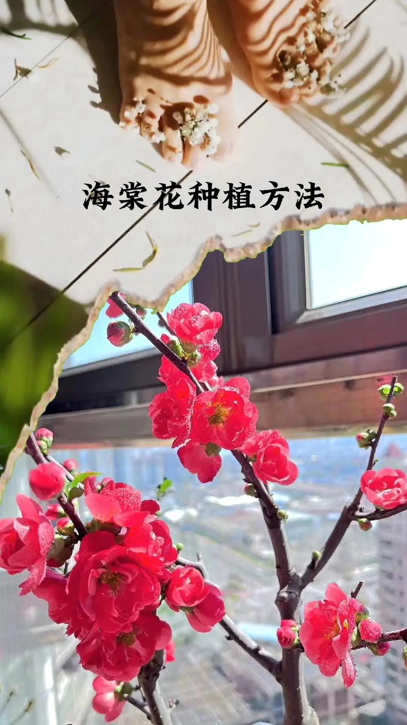 红叶海棠花怎么养殖 范文模稿