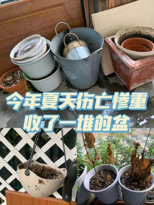 通风差的室内养花太难夏天总收获空盆教你几招搞定通风难题 范文模稿