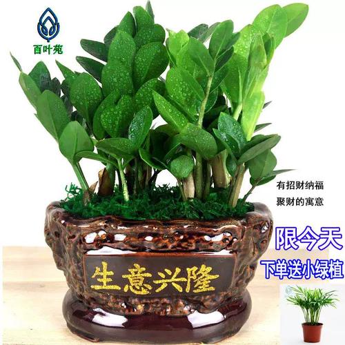小盆栽里藏大钱景一年能赚上千万 范文模稿