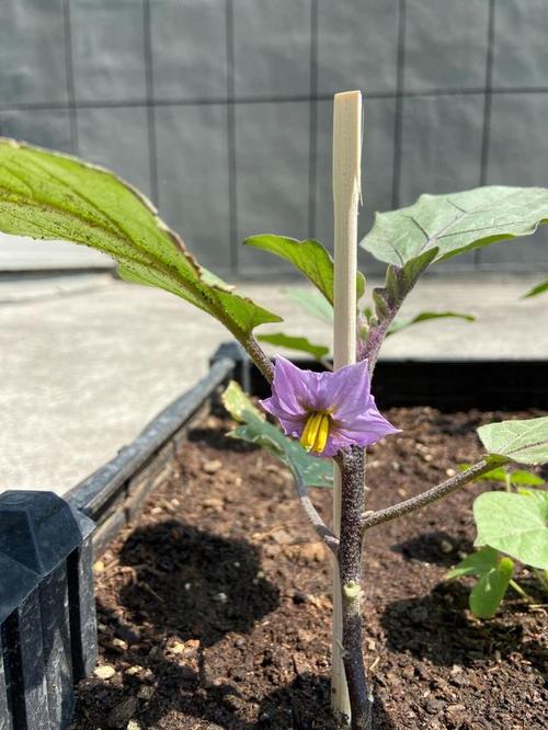 你家阳台上种茄子了吗 范文模稿