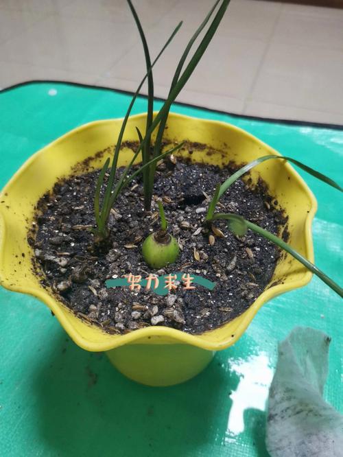 判断植物服盆成功的标志你需要知道的关键信息 范文模稿