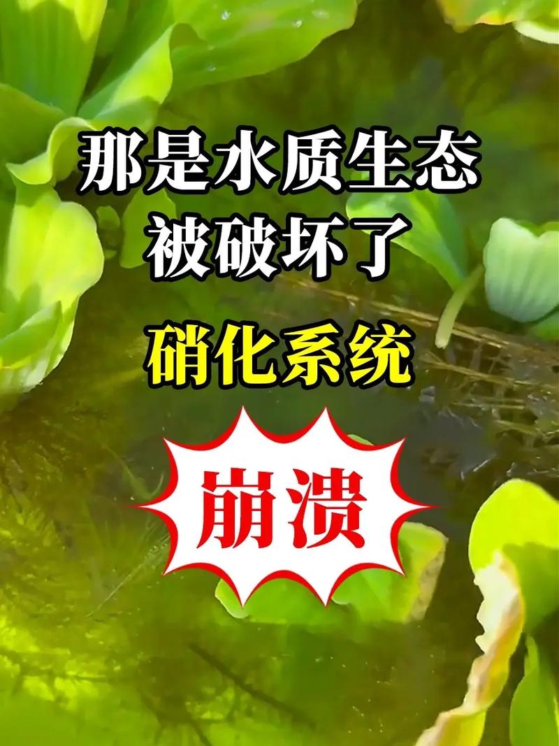 水培花卉怎么养怎么不烂根黄叶 范文模稿