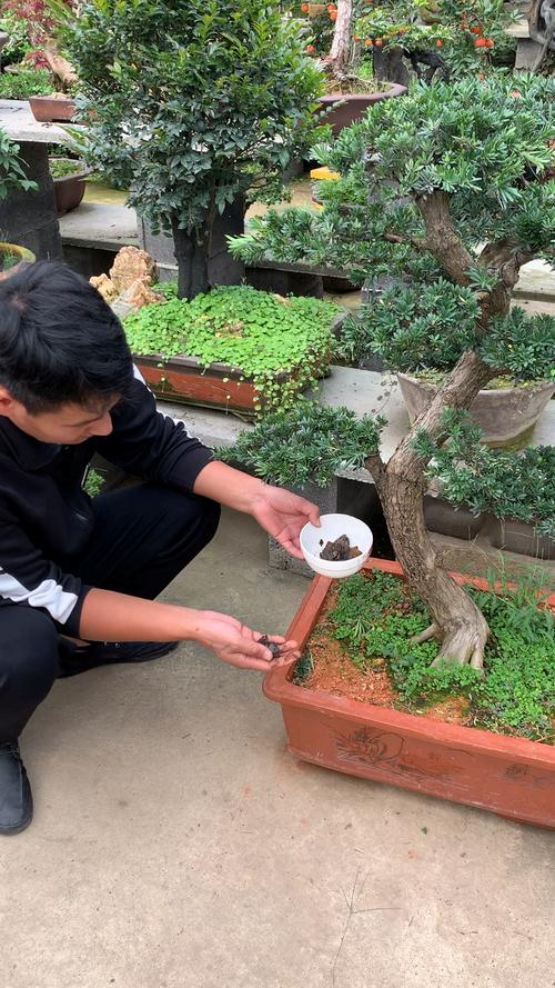 这个视频告诉你盆栽植物如何施肥和怎么样选择肥料花卉绿植 范文模稿