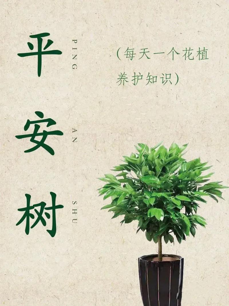 赶走异昧的平安树养护指南 范文模稿