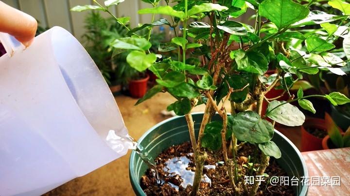 养茉莉记住5点疯狂一年开5茬花开爆盆不是事 范文模稿