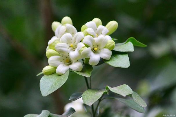 米兰花的3个养护技巧全年开花花朵芳香枝叶常绿太美了 范文模稿