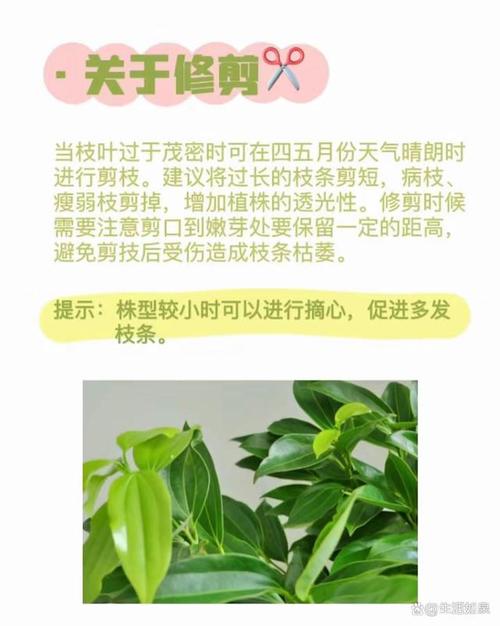 平安树栽培管理指南掌握正确的栽培技巧 范文模稿