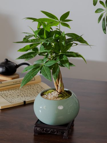 客厅里养这6种植物好养活好打理寿命很长寓意还特别好 范文模稿