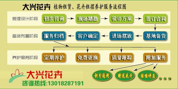 绿意盎然云松园林植物租赁服务流程指南 范文模稿