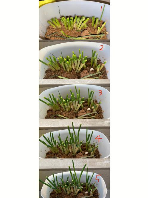 一个葱头种出一盆美丽盆栽方法就是这样简单易学 范文模稿