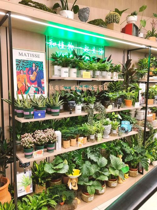 今天来逛逛昆明本地的植物店 范文模稿