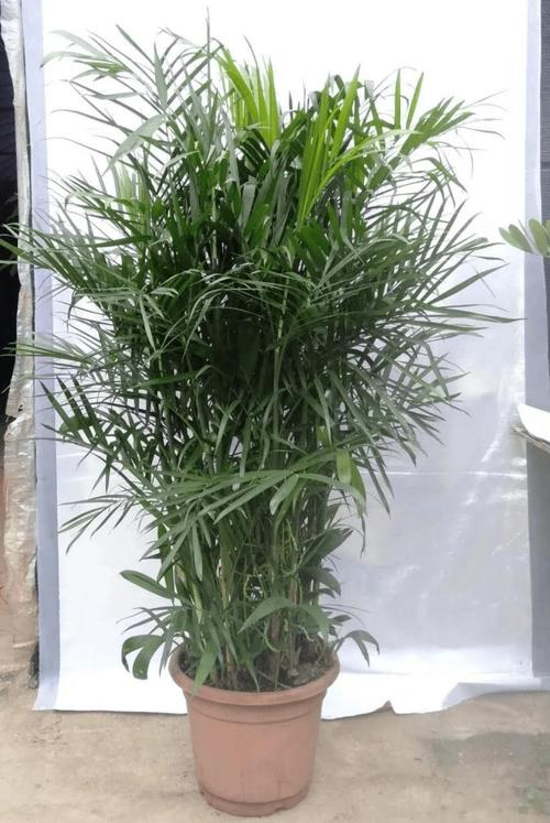 夏威夷竹子的养殖方法注意事项 范文模稿