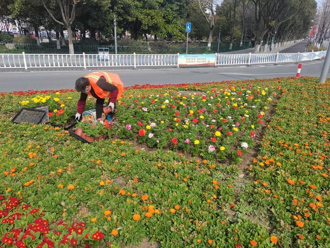 市政园林的时令花卉如何养护 范文模稿