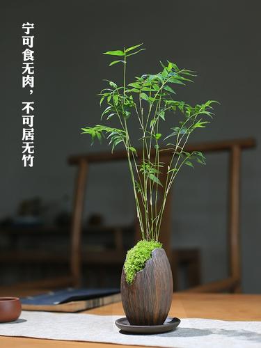 如何养好凤尾竹的叶子 范文模稿