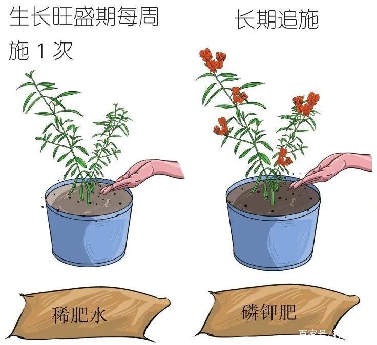 石榴幼苗的培育管理方法 范文模稿