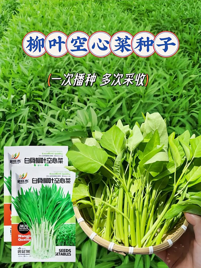 家庭种菜可以种6种菜好吃美味营养还长得特别快特别旺 范文模稿