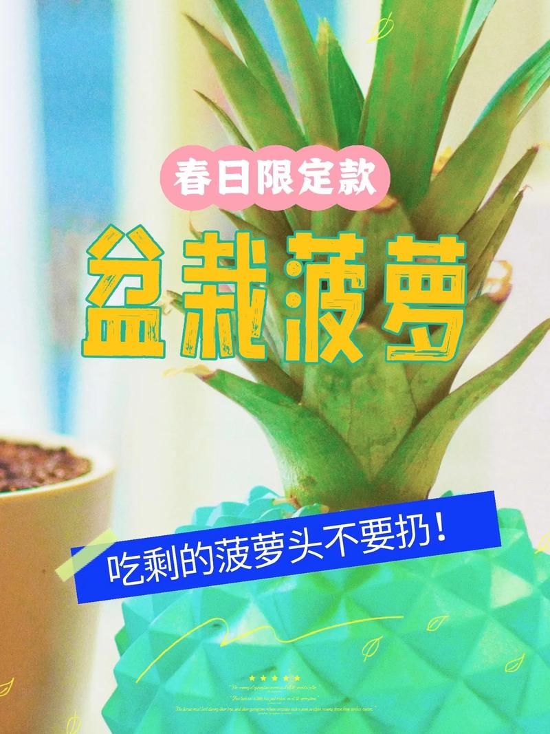 吃剩的菠萝头别扔给点水就能活小菠萝疯长 范文模稿