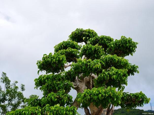 高山榕的养殖方法及注意事项 范文模稿