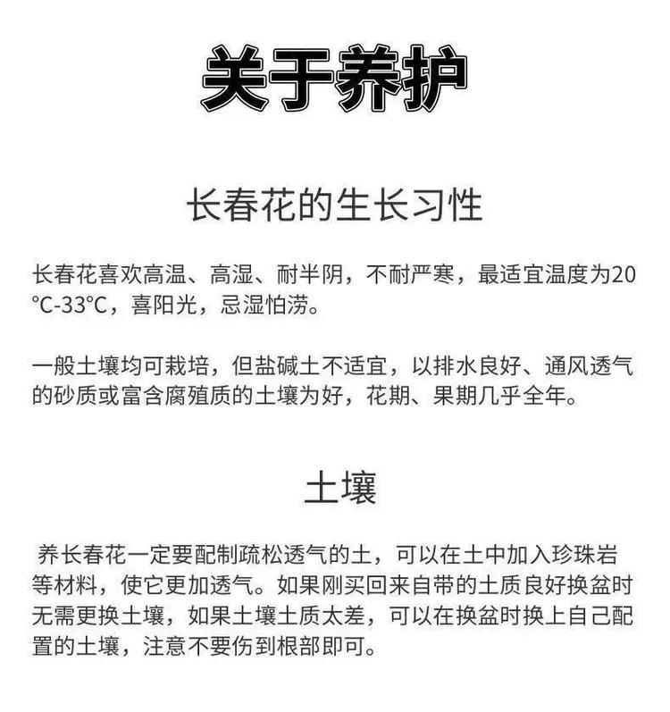 种下一颗种子从此天天是春天长春花日日春养护及播种 范文模稿