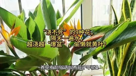 浇不死的9种花隔天一遍水越浇越爆盆偷懒就黄叶 范文模稿