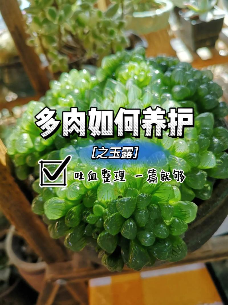 玉露的养殖方法 范文模稿