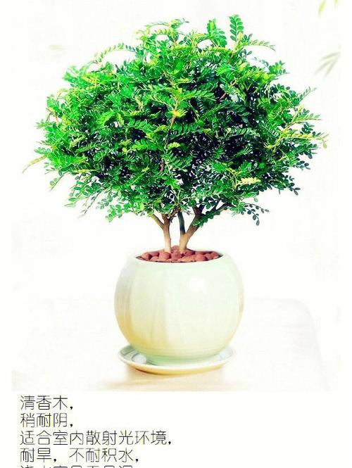 办公室绿植秘籍快来get你的工位 范文模稿