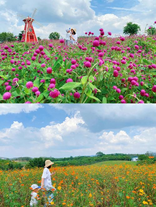 北部湾花卉小镇花海重现江湖钦州周末游好去处 范文模稿