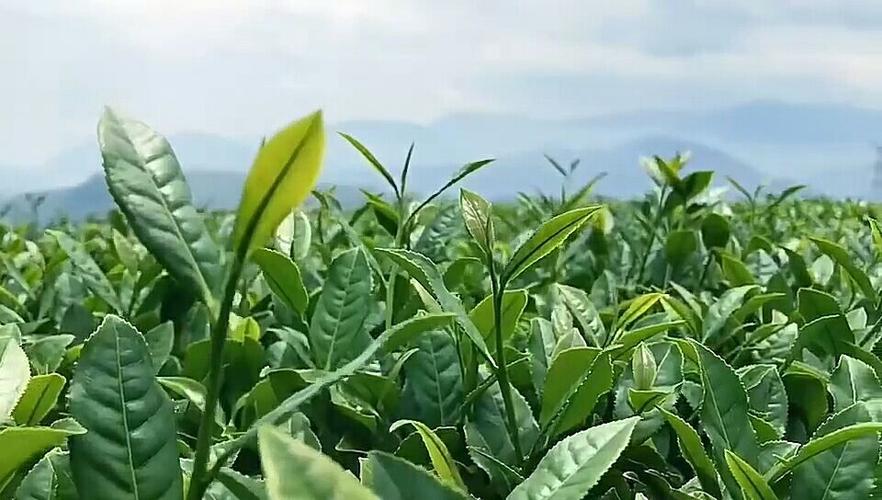 铁观音生态茶园管理关键技术提高铁观音的产量为茶农提供参考 范文模稿