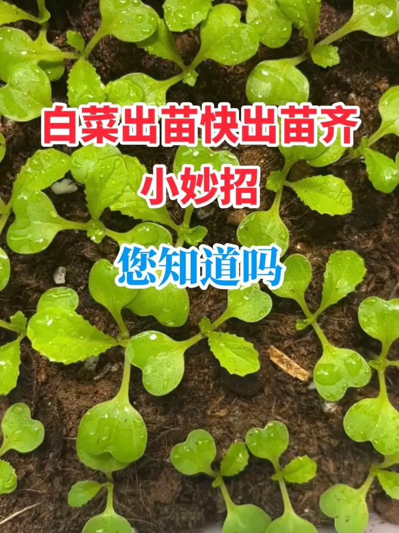 37度以上高温种植白菜你需要掌握的5个小技巧出苗齐生长快 范文模稿