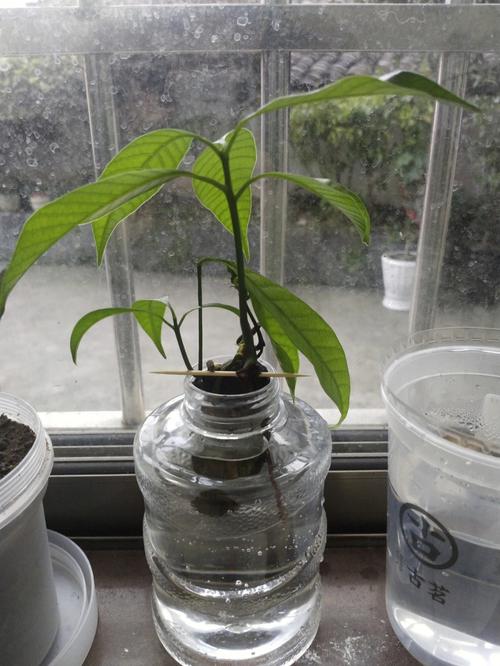 学会这些技巧你的水培植物肯定越长越旺 范文模稿