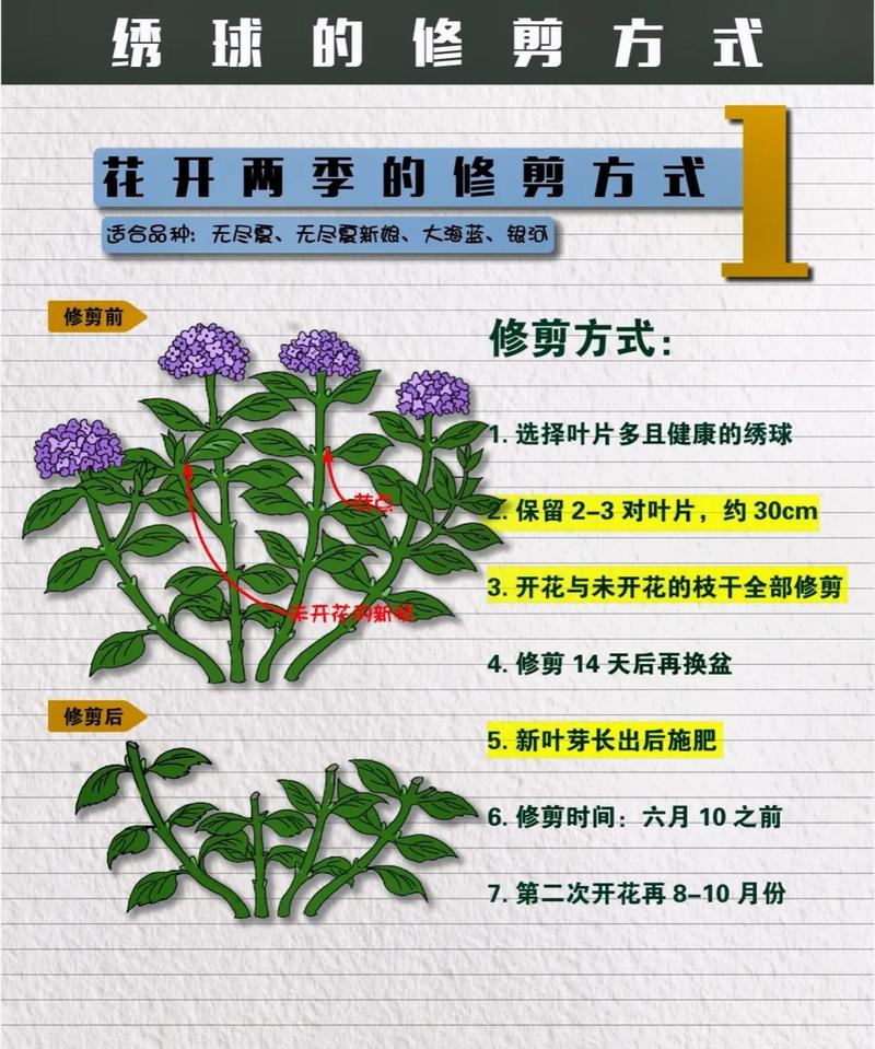 花艺技巧｜花材的养护与修剪 范文模稿