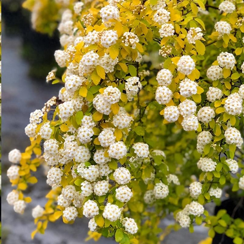 6种花死扛冻能在北方长成元宝树还能呼呼喷雪花 范文模稿