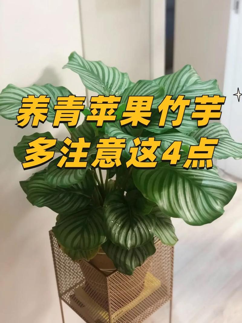 青苹果竹芋怎么养 范文模稿