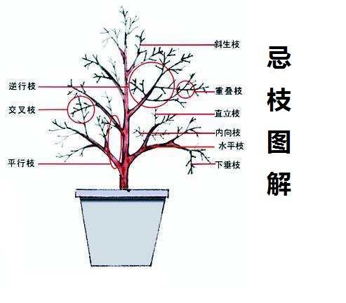 活着盆栽植物怎么修剪 范文模稿