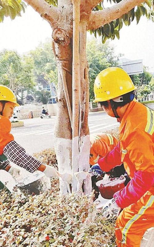 湖里超8万棵树穿上白色保暖裤 范文模稿