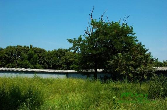 石臼坨岛菩提岛上的植被 范文模稿